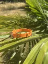 collier orange 2.webp